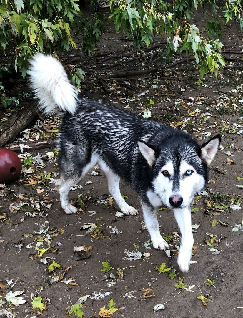 Micco, an adoptable Siberian Husky in Tulsa, OK, 74152 | Photo Image 2