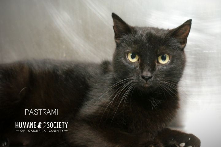 Pastrami, an adoptable Domestic Short Hair in Johnstown, PA_image-1