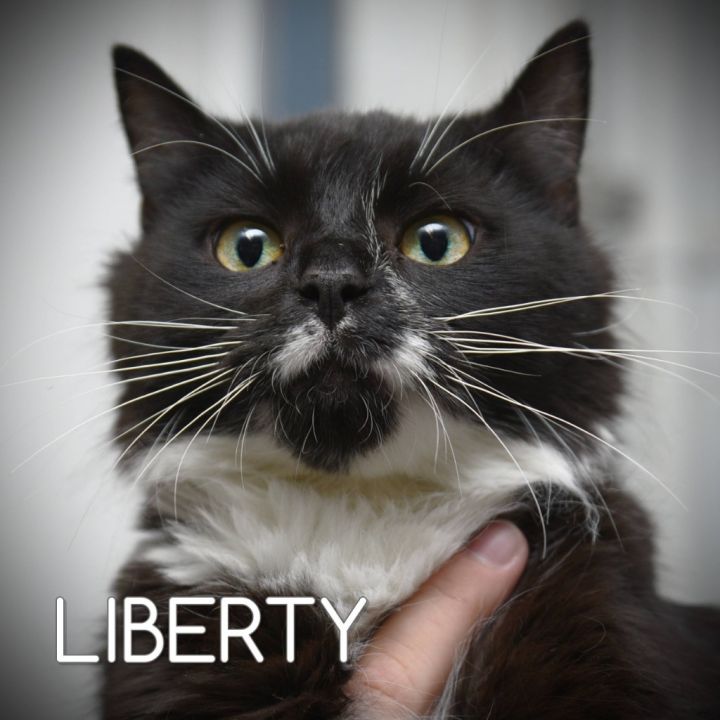 Liberty, an adoptable Domestic Medium Hair in Johnstown, PA_image-1