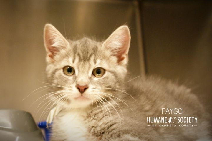 Faygo, an adoptable Domestic Short Hair in Johnstown, PA_image-1