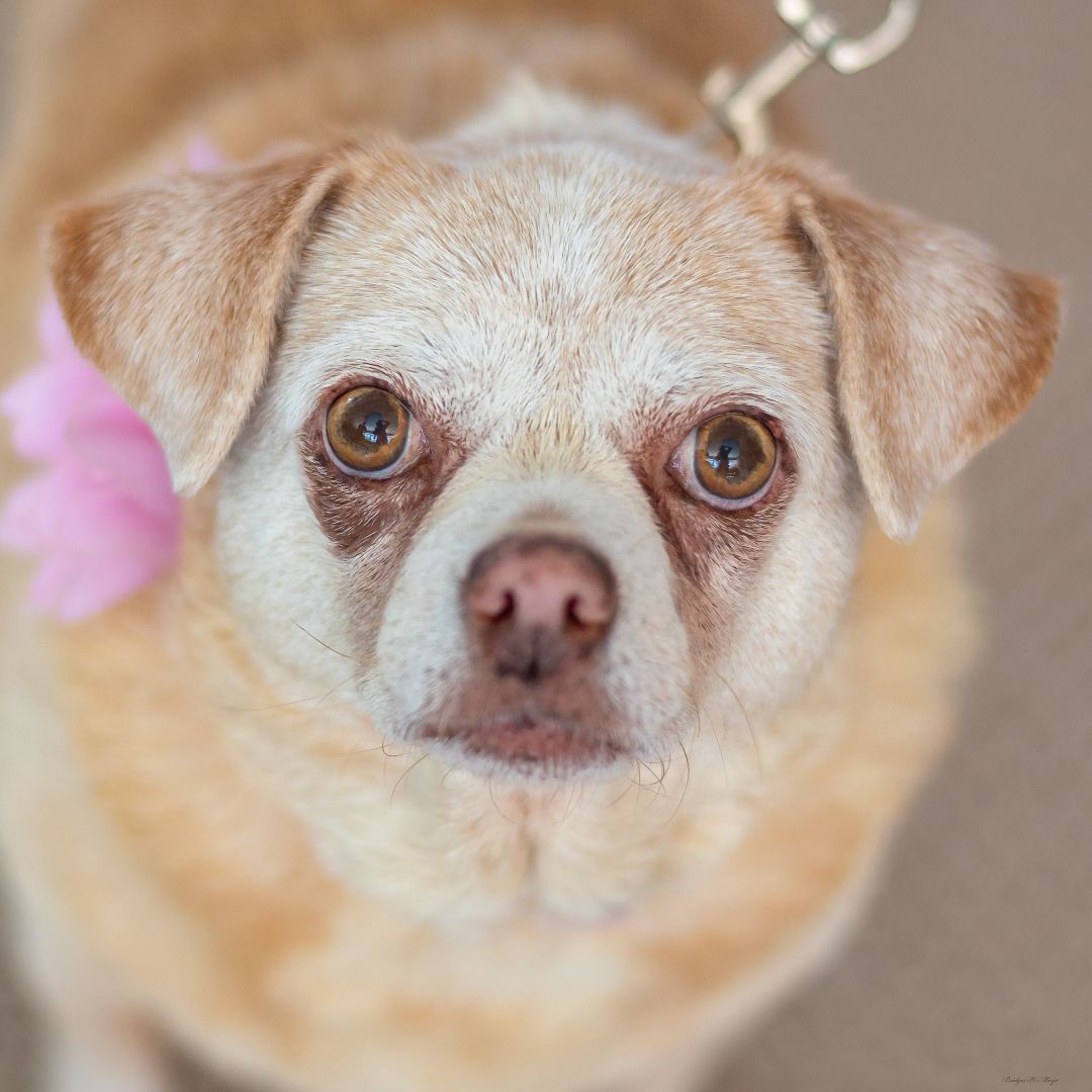 Macy, an adoptable Chihuahua in Baton Rouge, LA, 70806 | Photo Image 1