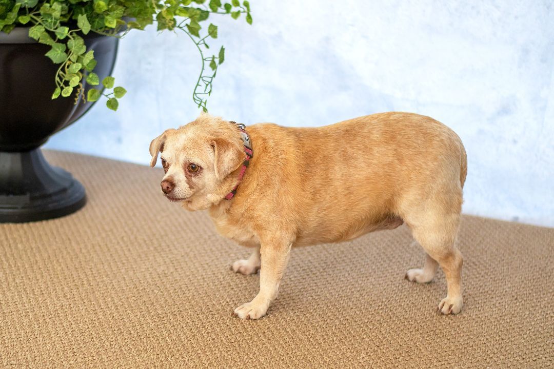 Macy, an adoptable Chihuahua in Baton Rouge, LA, 70806 | Photo Image 2