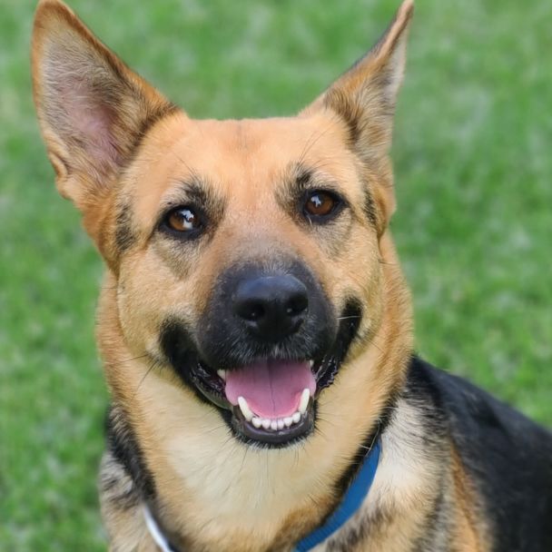 Clover, an adoptable German Shepherd Dog & Shepherd Mix in Oklahoma City, OK_image-1