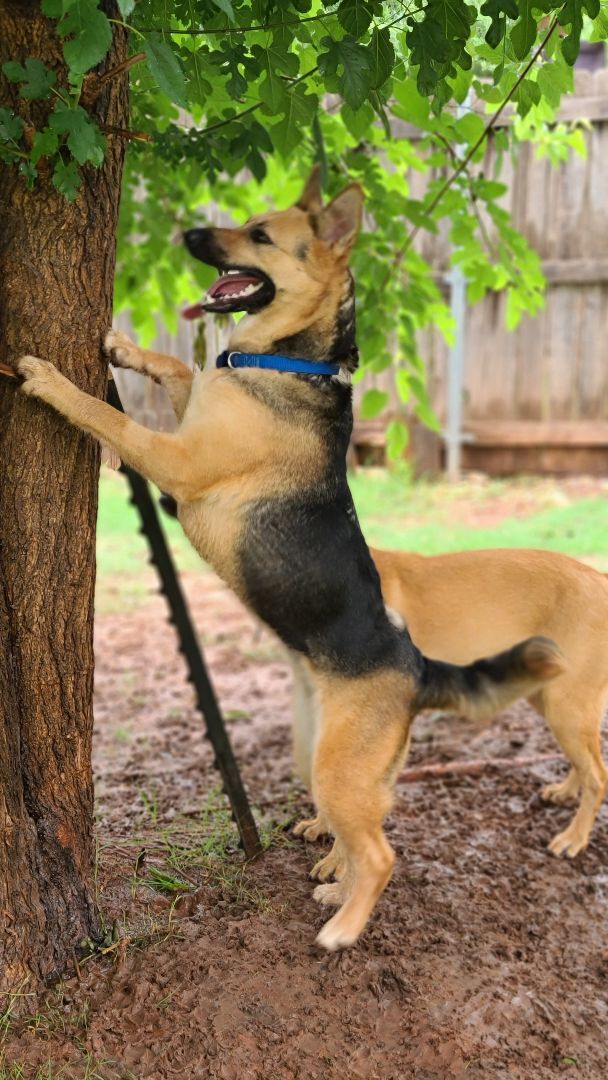 Clover, an adoptable German Shepherd Dog & Shepherd Mix in Oklahoma City, OK_image-3