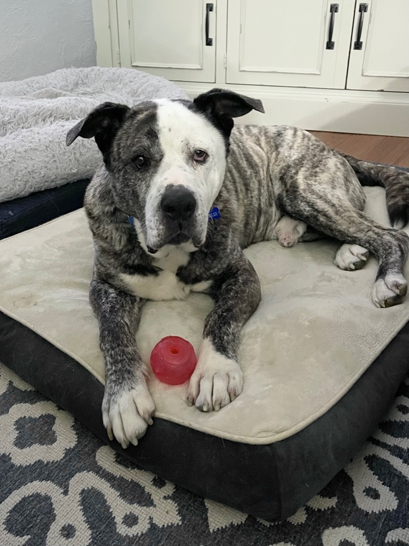 Walter, an adoptable American Bulldog, Husky in Godfrey, IL, 62035 | Photo Image 4