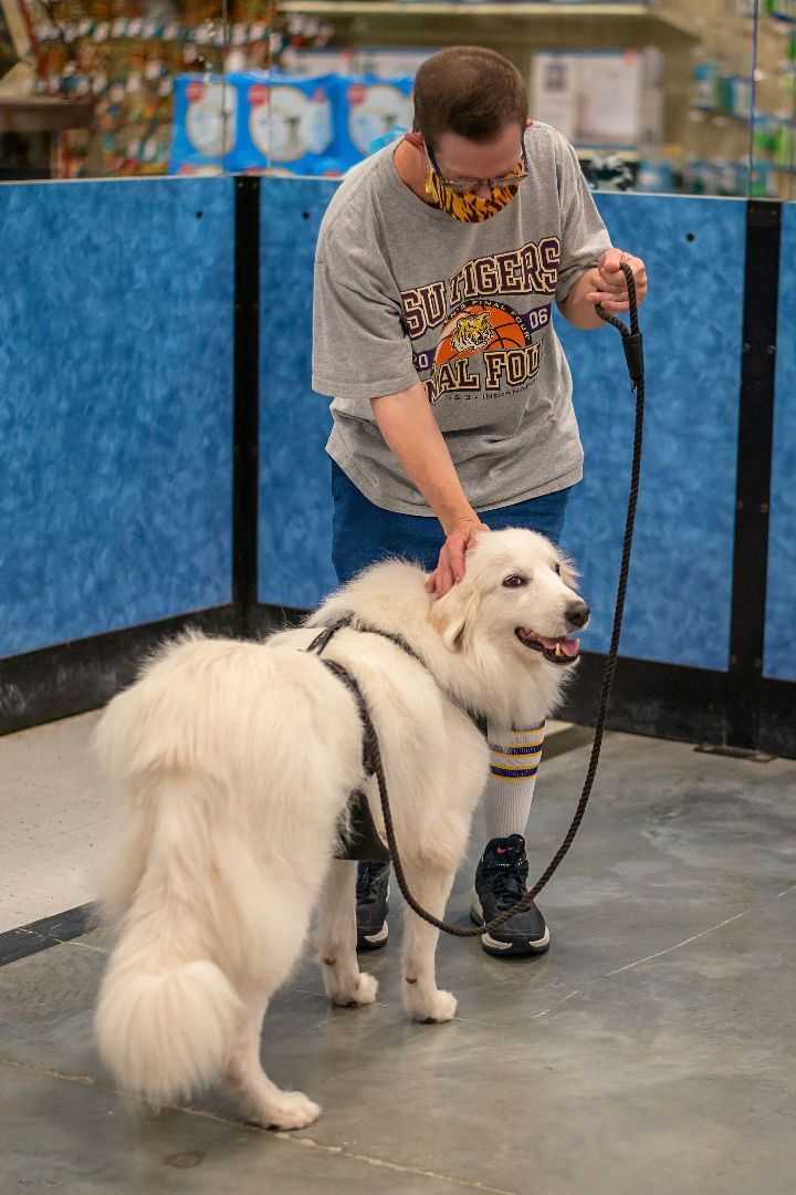 best in show dog grooming baton rouge