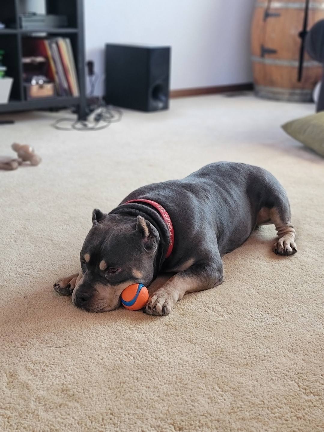 Brownie, an adoptable American Staffordshire Terrier in San Diego, CA, 92172 | Photo Image 1