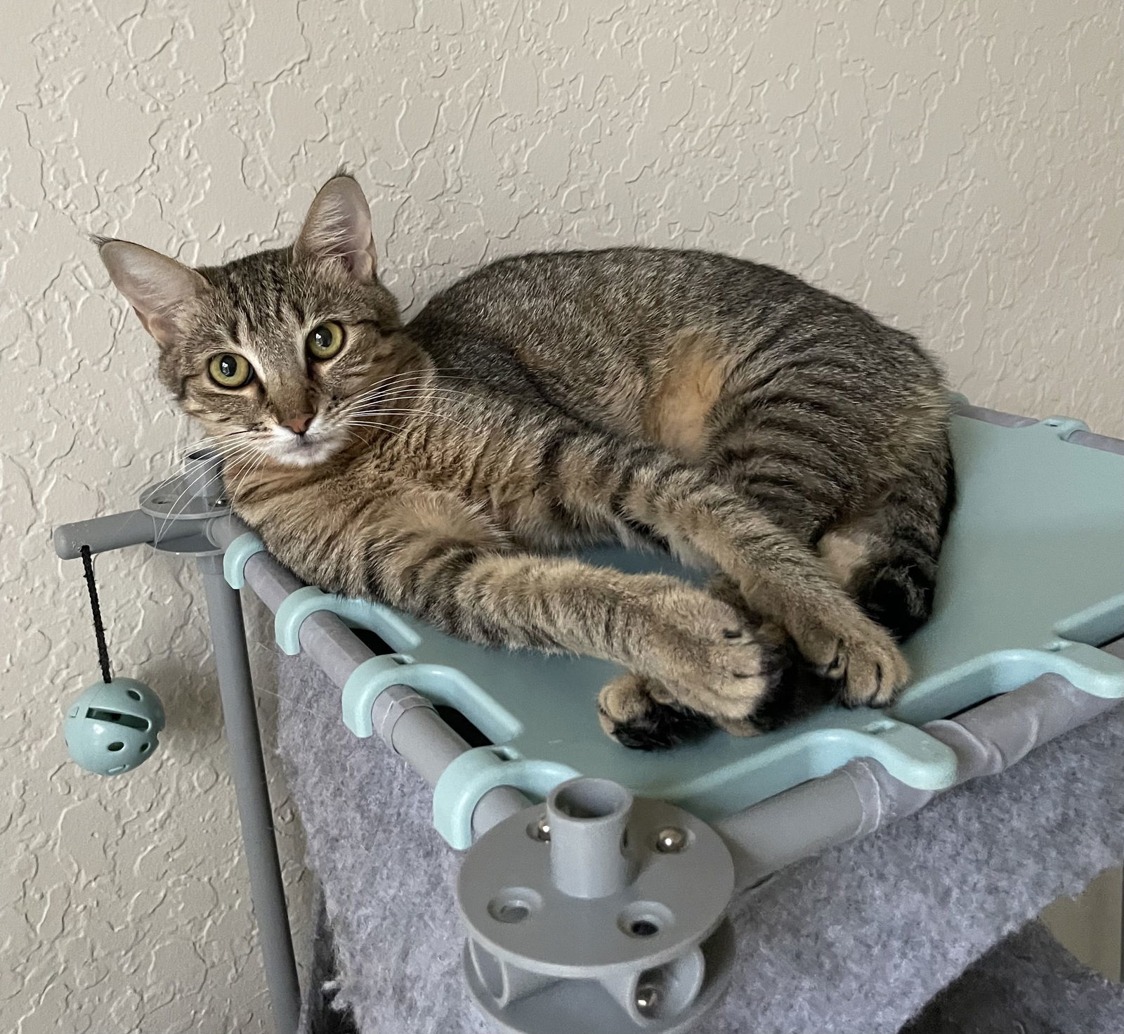 Basghetti, an adoptable Abyssinian in West Palm Beach, FL, 33405 | Photo Image 1