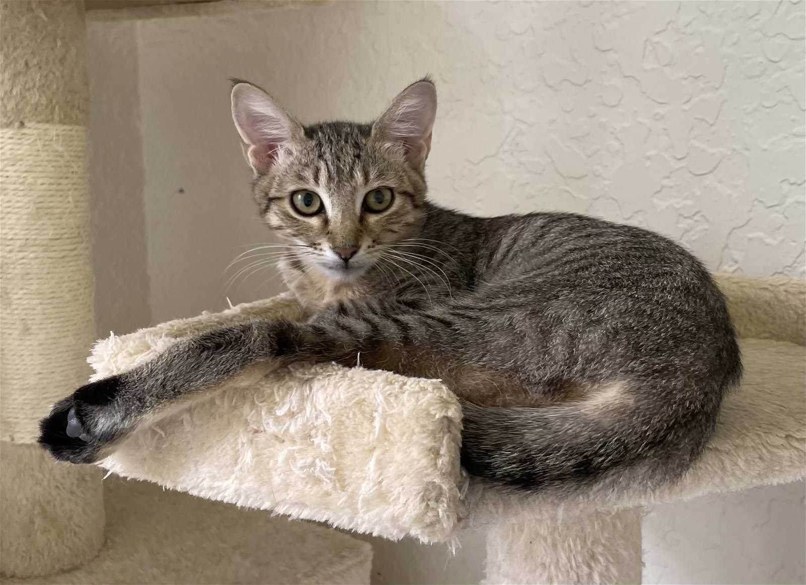 Basghetti, an adoptable Abyssinian in West Palm Beach, FL, 33405 | Photo Image 2