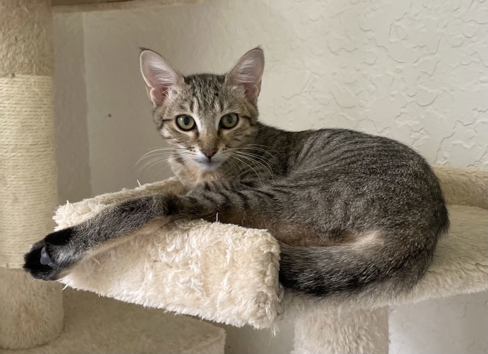 Basghetti, an adoptable Abyssinian in West Palm Beach, FL, 33405 | Photo Image 2