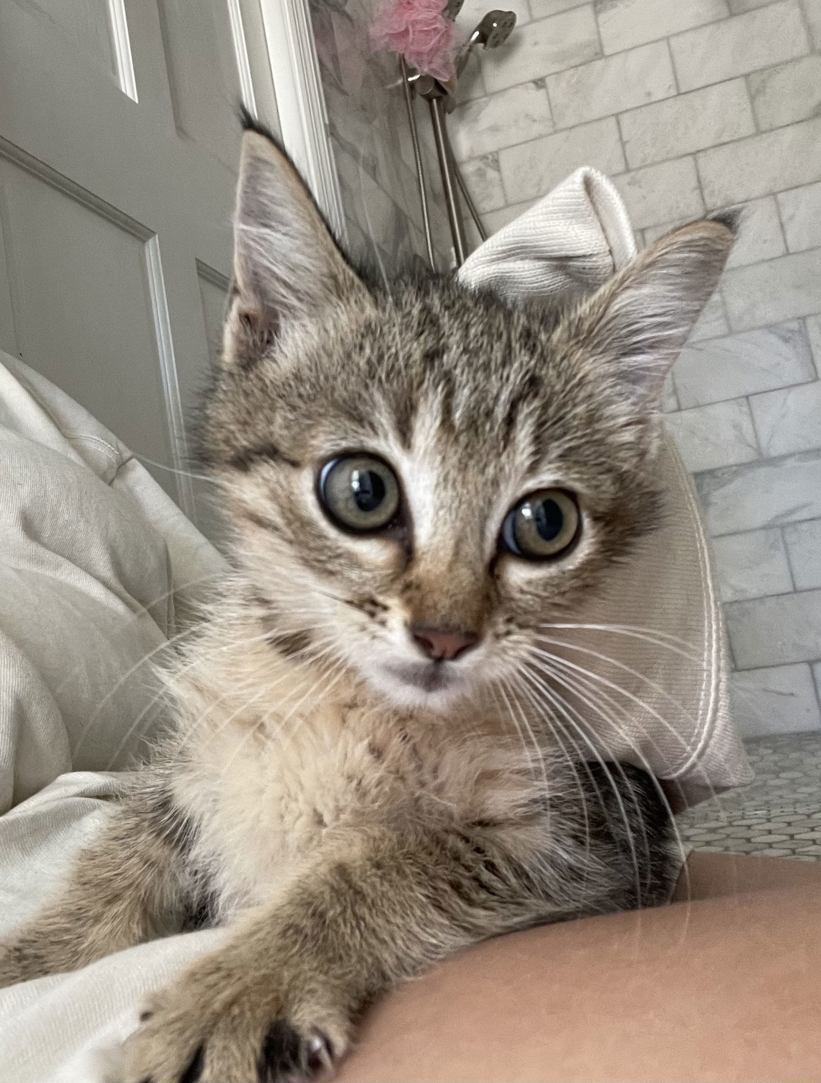 Basghetti, an adoptable Abyssinian in West Palm Beach, FL, 33405 | Photo Image 3