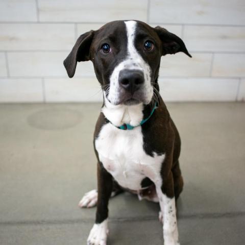 Petrie, an adoptable Pit Bull Terrier, Mixed Breed in West Jordan, UT, 84084 | Photo Image 1