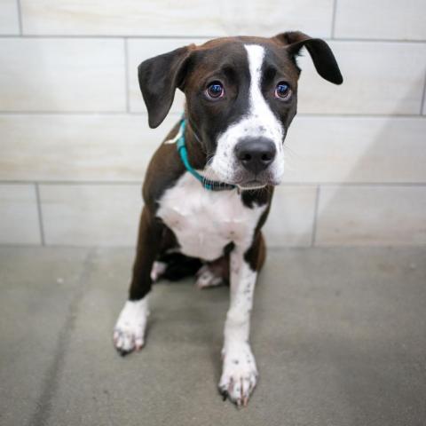 Petrie, an adoptable Pit Bull Terrier, Mixed Breed in West Jordan, UT, 84084 | Photo Image 2