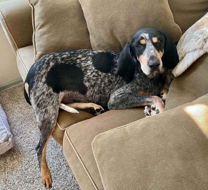 FOSTER TO ADOPT! Foster Rainey!, an adoptable Bluetick Coonhound & Hound Mix in Oswego, IL_image-2