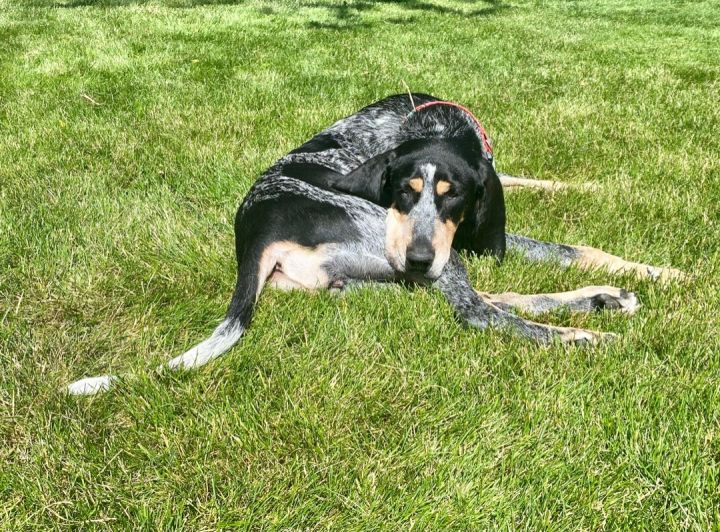 Rainey, an adoptable Bluetick Coonhound & Hound Mix in Oswego, IL_image-6