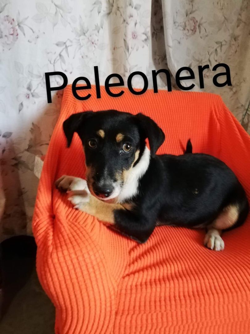 Peleonera