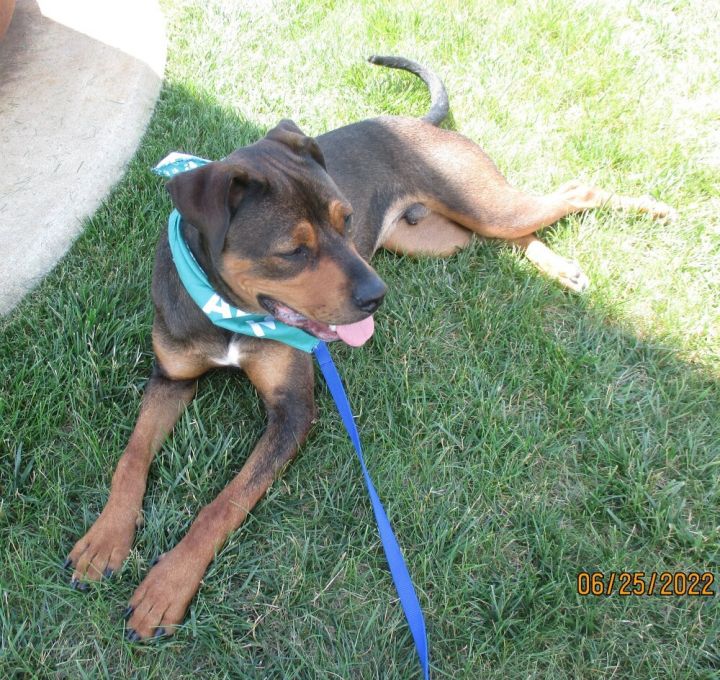 Harry, an adoptable Rottweiler & Shepherd Mix in Breinigsville, PA_image-3