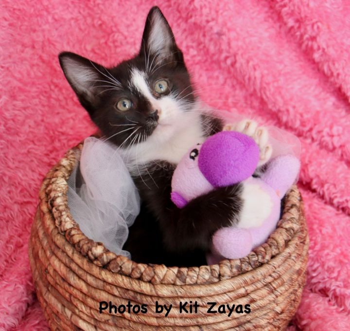 Picasso Perry, an adopted Tuxedo & Domestic Short Hair Mix in Saint Augustine, FL_image-2