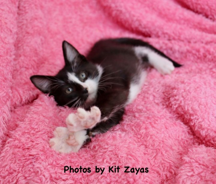 Picasso Perry, an adopted Tuxedo & Domestic Short Hair Mix in Saint Augustine, FL_image-4