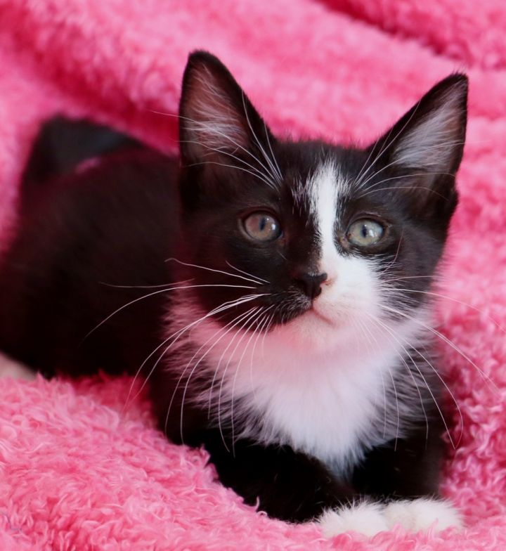 Picasso Perry, an adopted Tuxedo & Domestic Short Hair Mix in Saint Augustine, FL_image-5