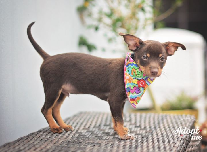 Banana, an adopted Chihuahua & Dachshund Mix in Kingwood, TX_image-3