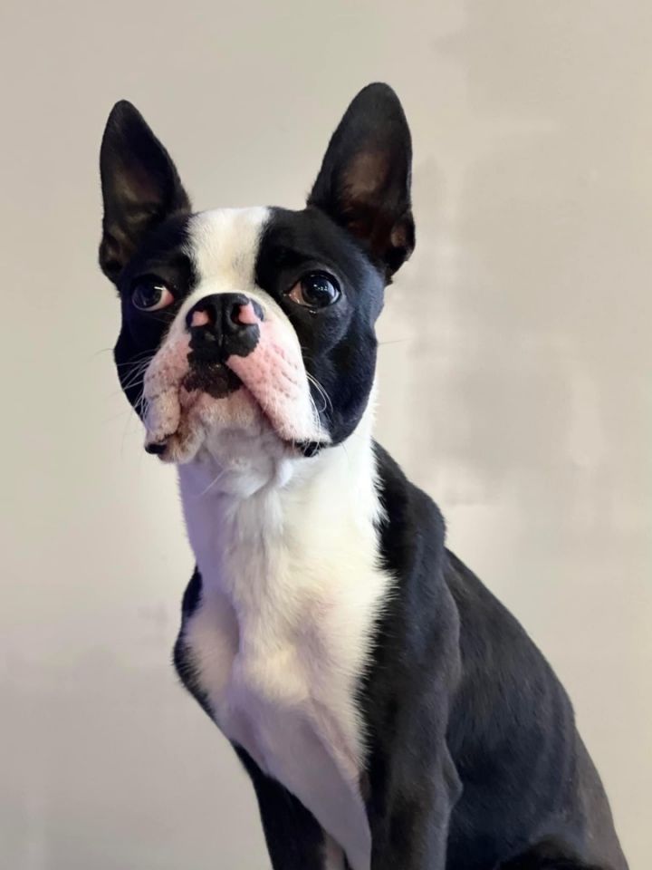 Otto, an adopted Boston Terrier in Rochester, NY_image-1
