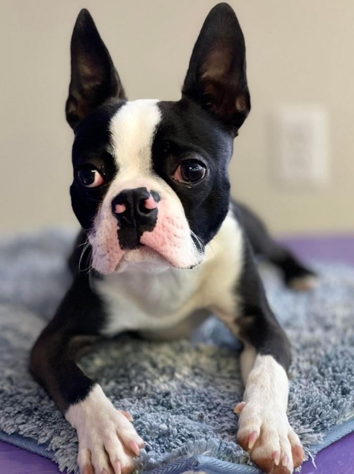 Otto, an adopted Boston Terrier in Rochester, NY_image-2