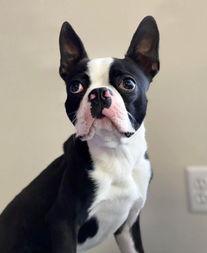 Otto, an adopted Boston Terrier in Rochester, NY_image-3