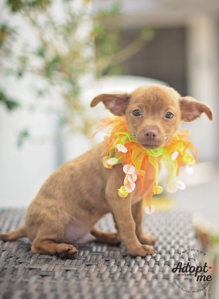 Mango, an adopted Chihuahua & Dachshund Mix in Kingwood, TX_image-2