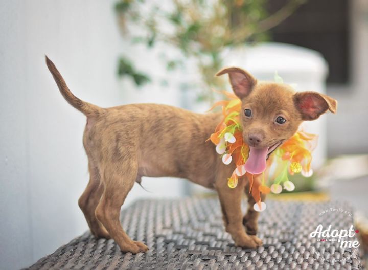 Mango, an adopted Chihuahua & Dachshund Mix in Kingwood, TX_image-5