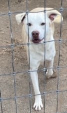 Ryder, Adult Male Mixed Breed