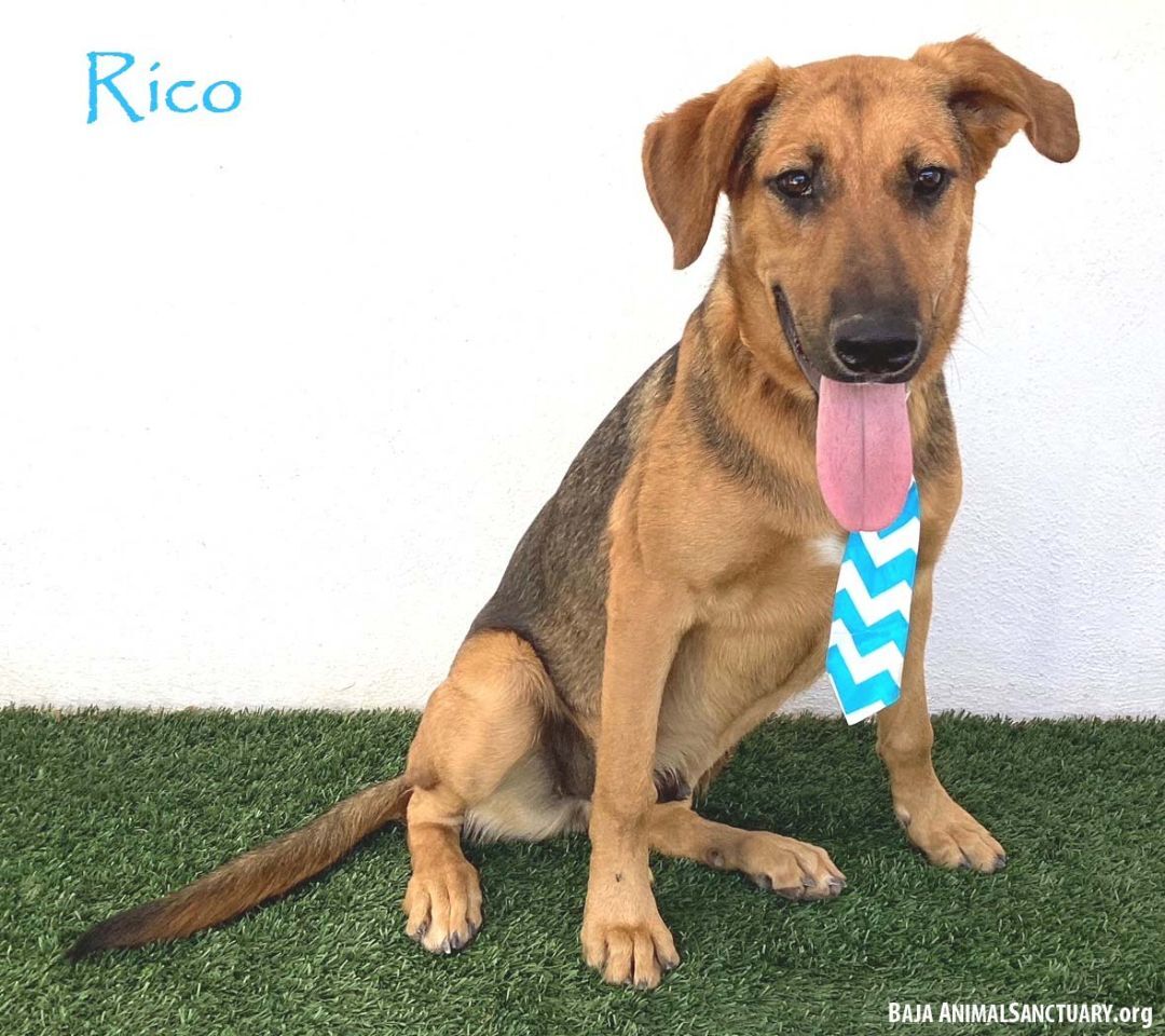 Rico