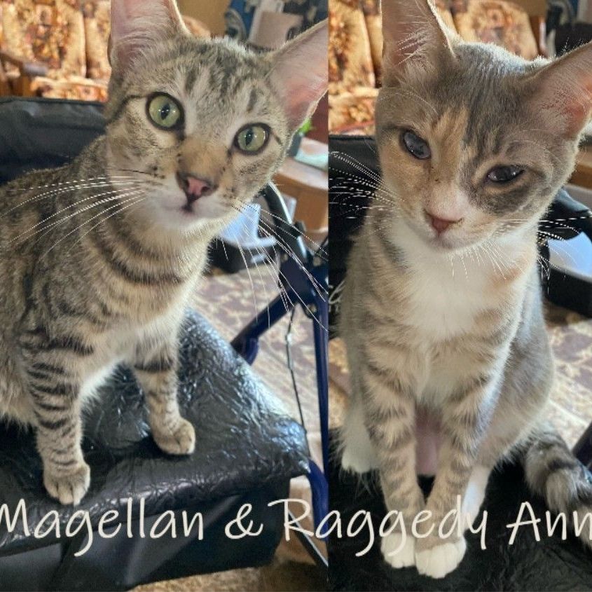 Annie and Magellan (Bonded Pair), an adoptable Tabby, Torbie in Benicia, CA, 94510 | Photo Image 1