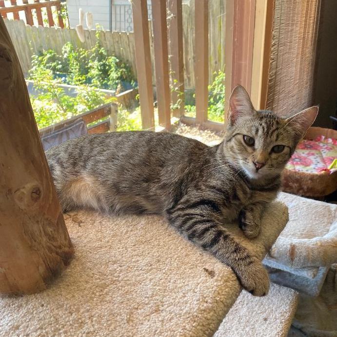 Annie and Magellan (Bonded Pair), an adoptable Tabby, Torbie in Benicia, CA, 94510 | Photo Image 4
