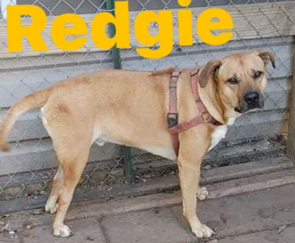 Redgie