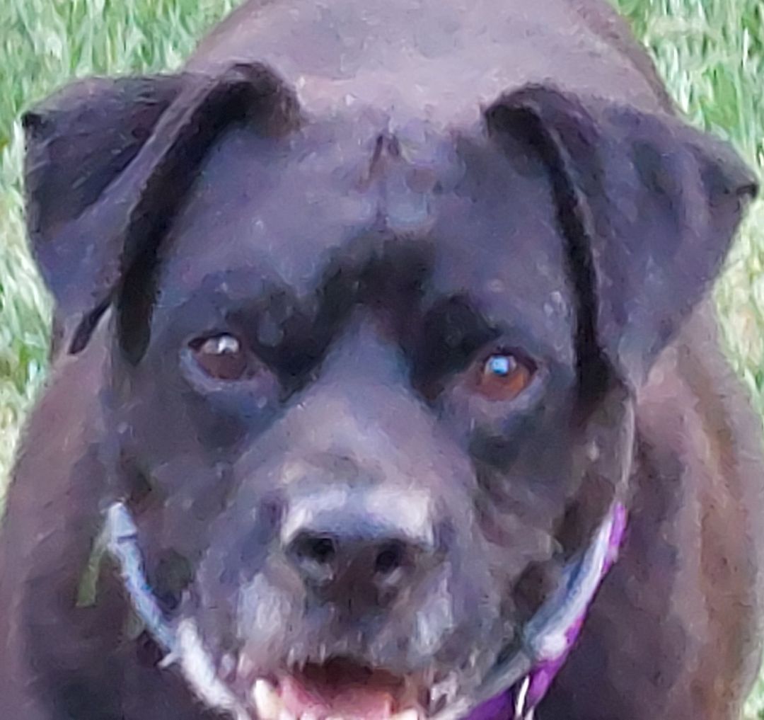 Maximillion, an adoptable Boxer, Black Labrador Retriever in Broadalbin, NY, 12025 | Photo Image 1