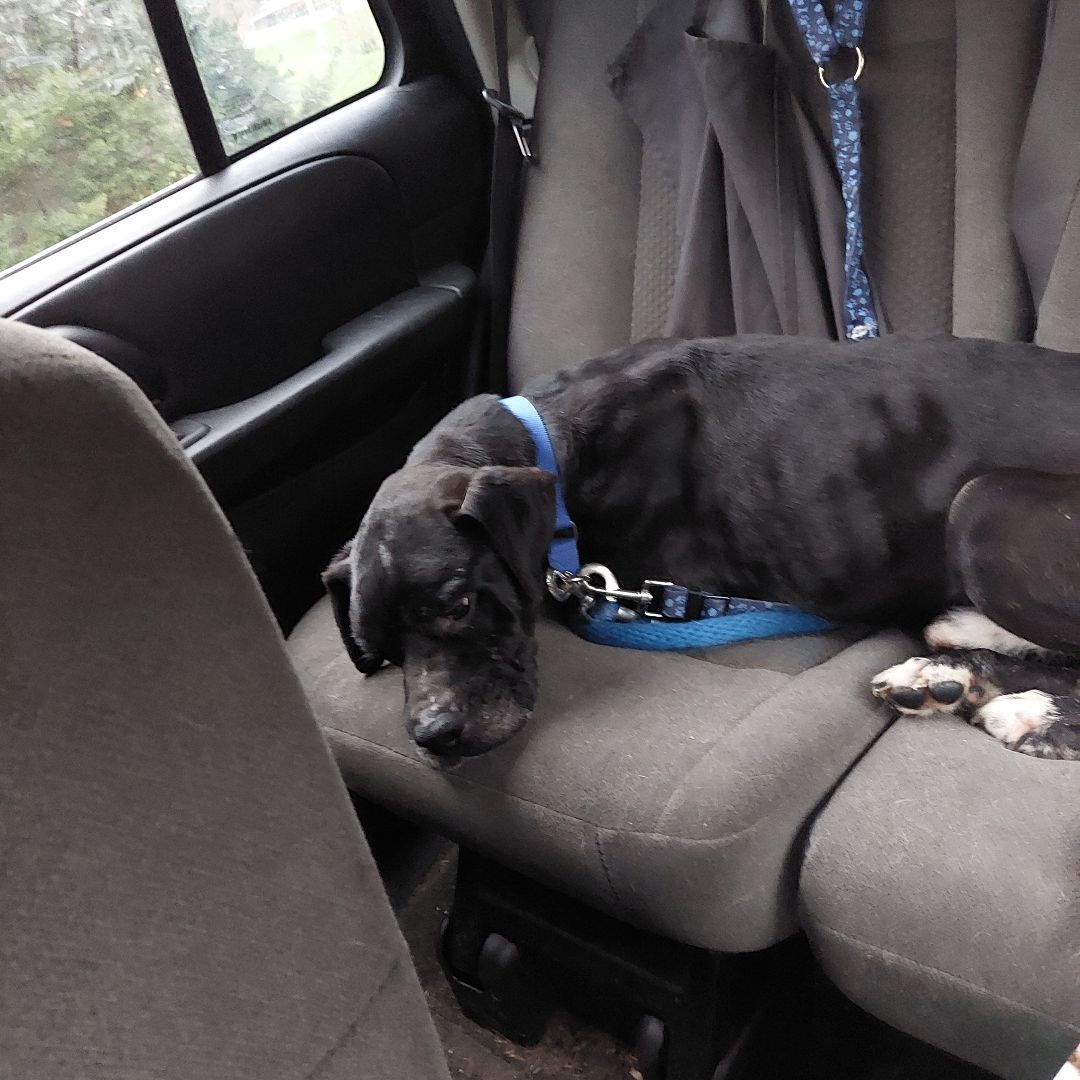 Maximillion, an adoptable Boxer, Black Labrador Retriever in Broadalbin, NY, 12025 | Photo Image 2