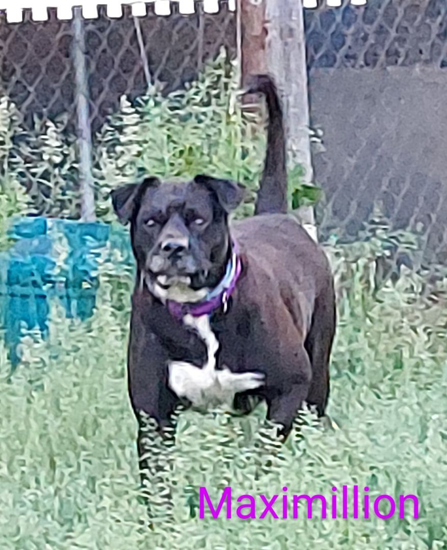 Maximillion, an adoptable Boxer, Black Labrador Retriever in Broadalbin, NY, 12025 | Photo Image 3