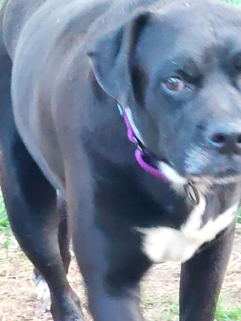Maximillion, an adoptable Boxer, Black Labrador Retriever in Broadalbin, NY, 12025 | Photo Image 6