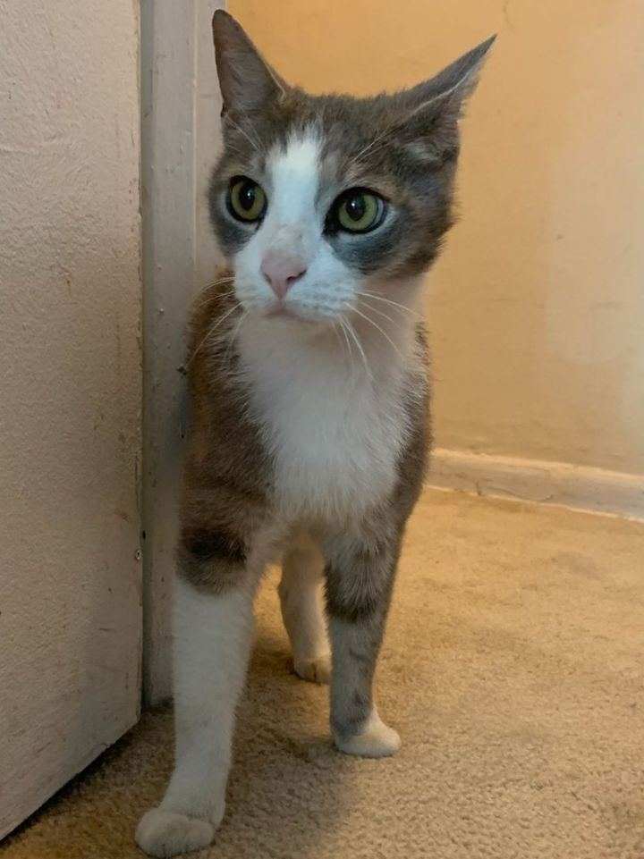 Cat for adoption Mittens, a Domestic Short Hair in Philadelphia, PA