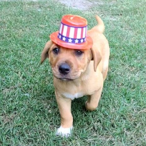 Mario, an adoptable Boxer & Labrador Retriever Mix in Sumter, SC_image-1