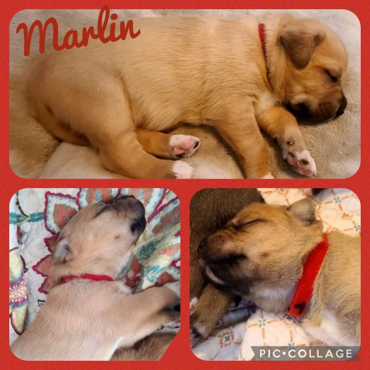 Marlin, an adopted Boxer & Labrador Retriever Mix in Sumter, SC_image-2