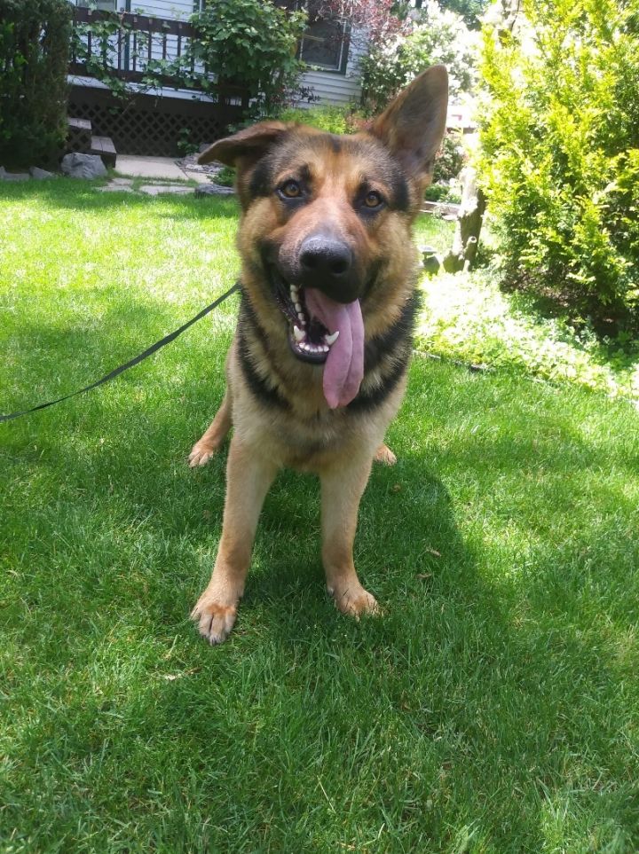 Rhett , an adopted German Shepherd Dog in Chicago, IL_image-3