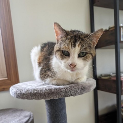 Roxy, an adoptable Domestic Short Hair in Milford, IA, 51351 | Photo Image 1