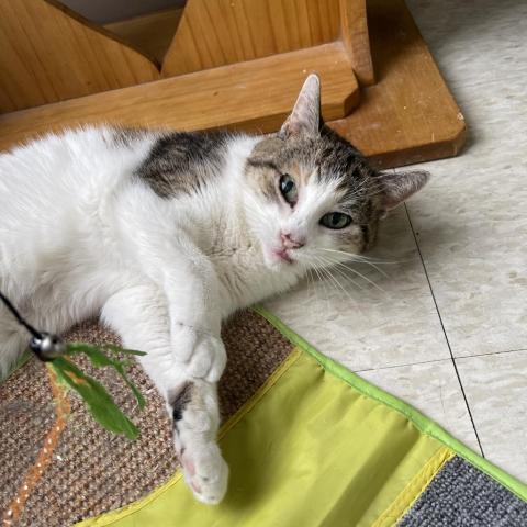 Roxy, an adoptable Domestic Short Hair in Milford, IA, 51351 | Photo Image 2