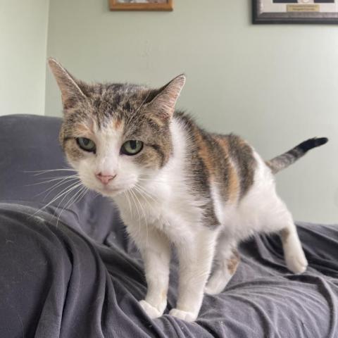 Roxy, an adoptable Domestic Short Hair in Milford, IA, 51351 | Photo Image 2