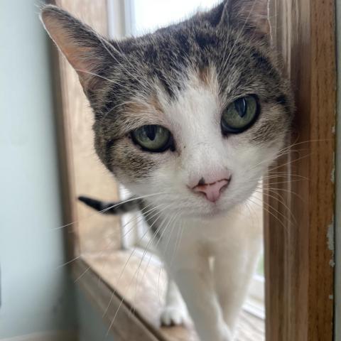 Roxy, an adoptable Domestic Short Hair in Milford, IA, 51351 | Photo Image 2