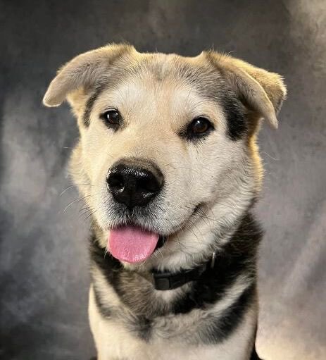 Rocky, an adoptable Jindo Mix in Granada Hills, CA_image-1