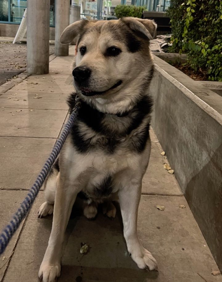 Rocky, an adoptable Jindo Mix in Granada Hills, CA_image-4