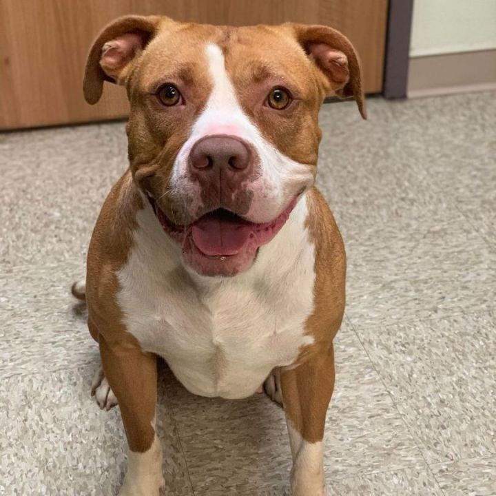 Orchid *Foster-to- Adopt  3